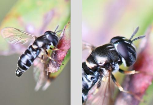 Paragus sp.